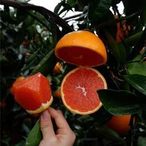 四川血橙塔罗科血橙鲜果上市产地供应链货源
