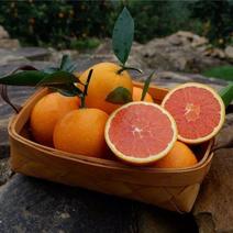 血橙精品血橙四川产地直供价格从优欢迎采购