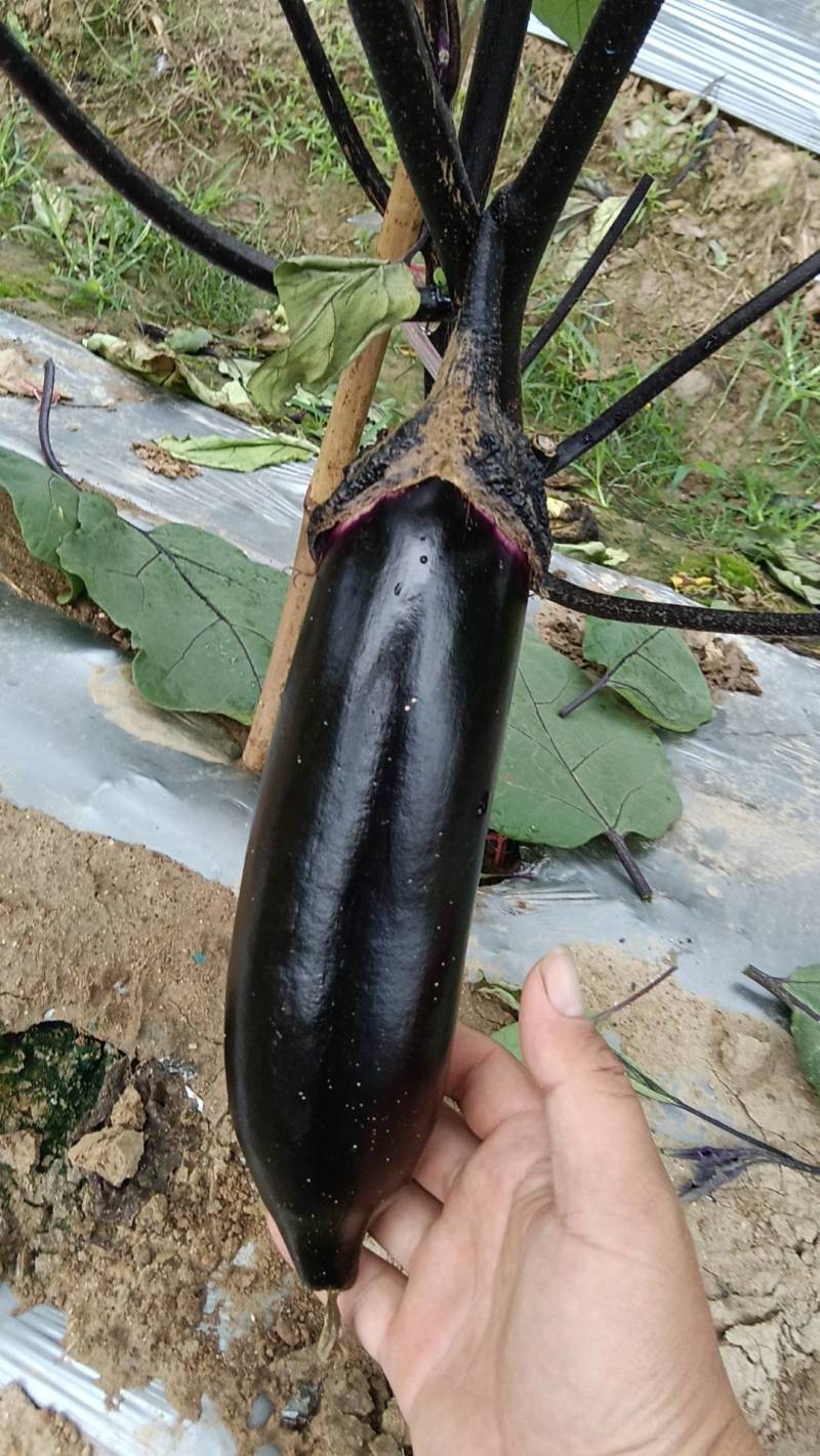 朝天椒