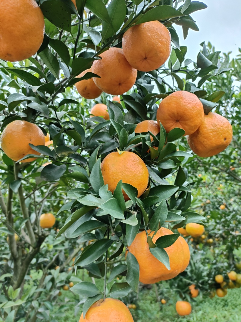 四川椪柑，口感好，颜色好，个头大，大量上市了，
