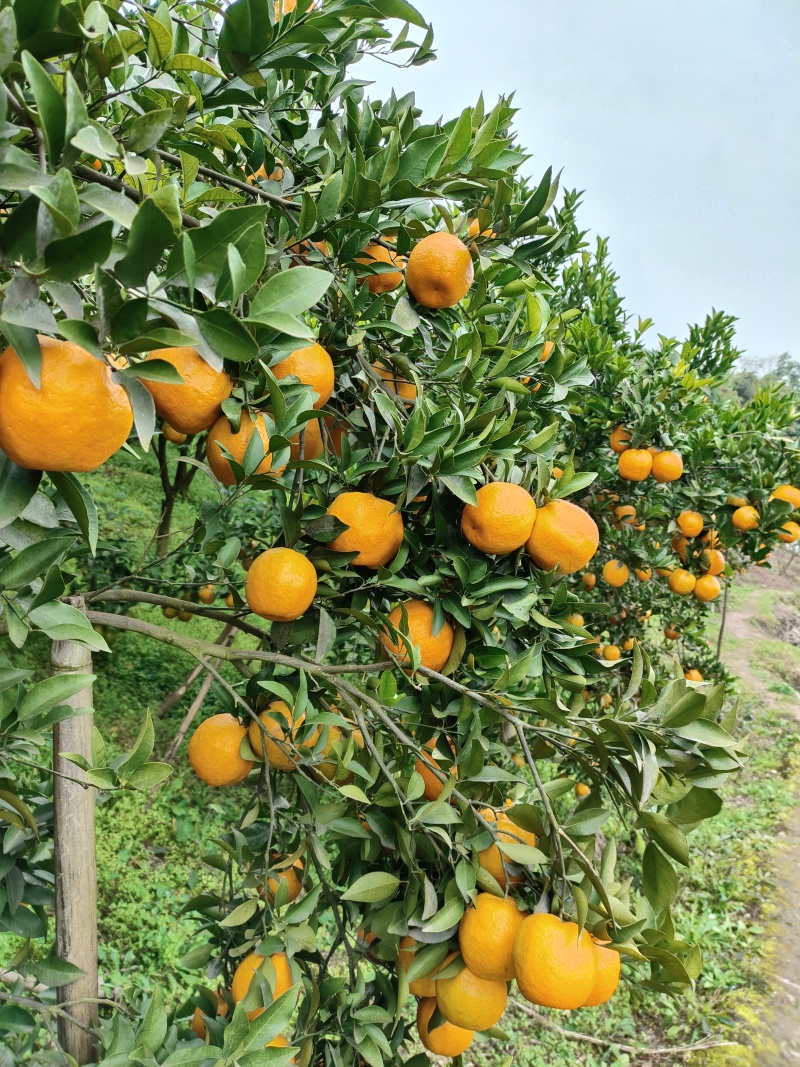 四川椪柑，口感好，颜色好，个头大，大量上市了，