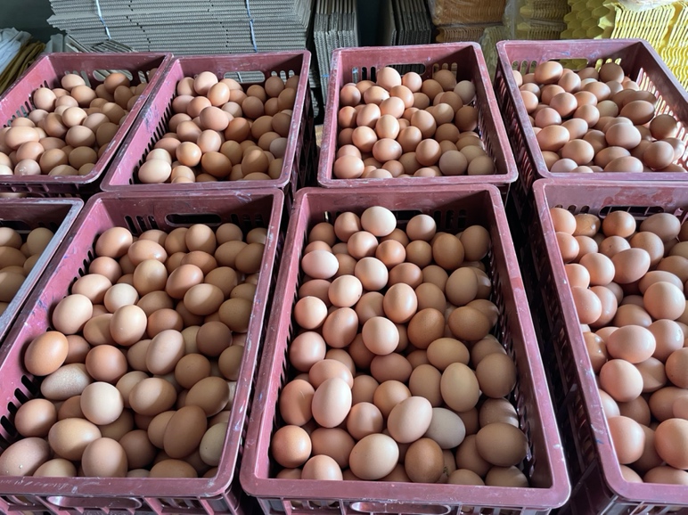 新鲜的鸡蛋特写,展示其自然光泽和完整外壳 鸡蛋特写