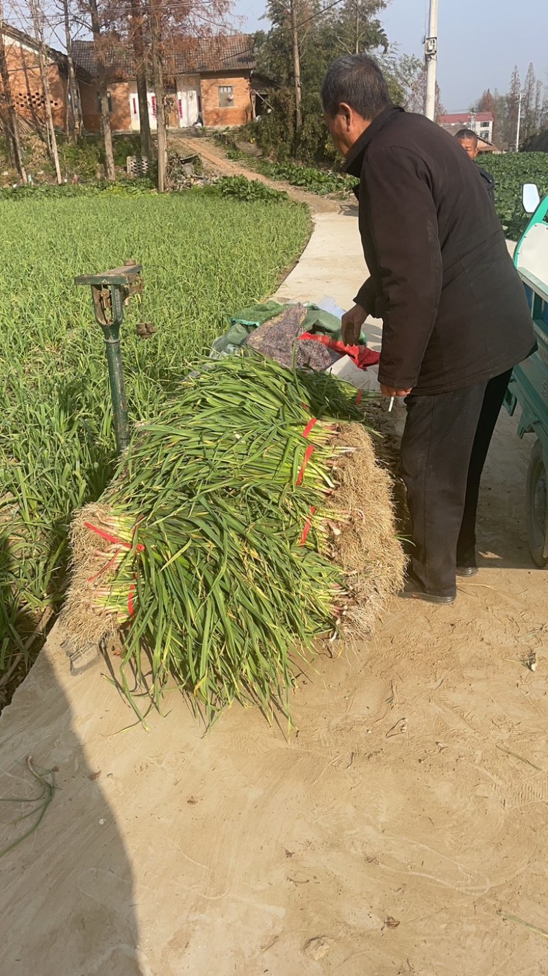 湖北钟祥本地红根蒜苗种植基地包整理包上车保证质量