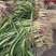 湖北钟祥本地红根蒜苗种植基地包整理包上车保证质量