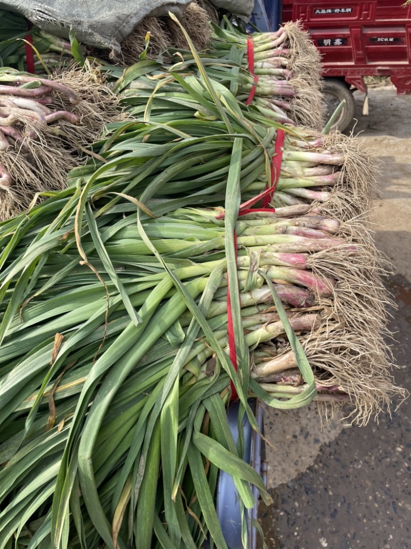湖北钟祥本地红根蒜苗种植基地包整理包上车保证质量