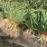 湖北钟祥本地红根蒜苗种植基地包整理包上车保证质量
