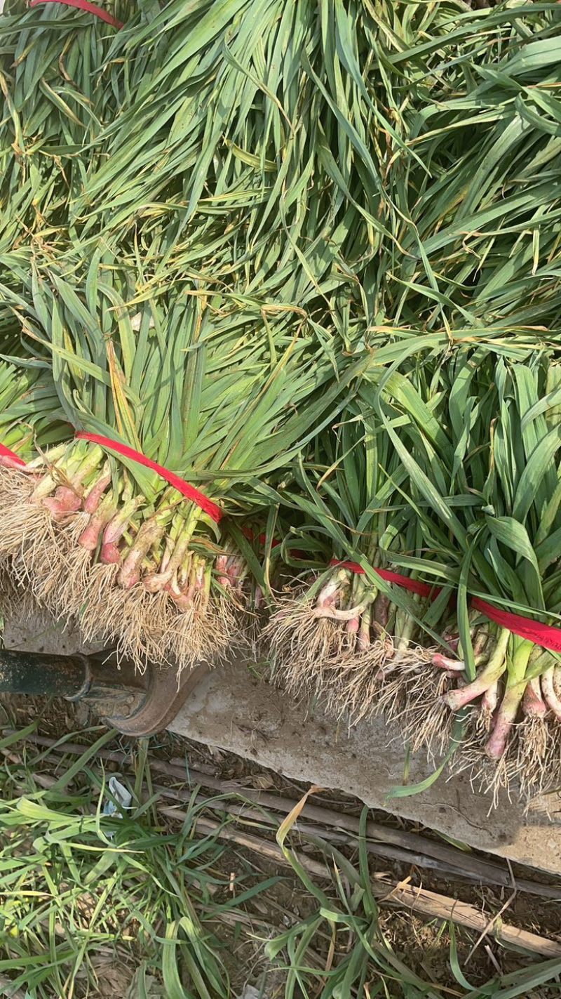 湖北钟祥本地红根蒜苗种植基地包整理包上车保证质量