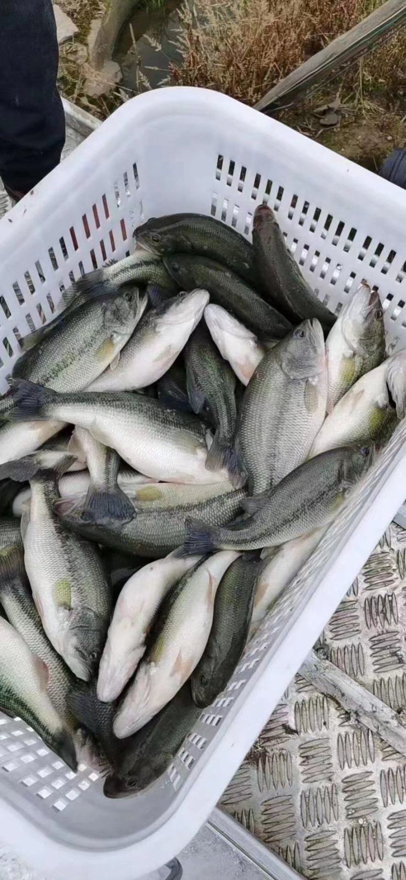 鲈鱼精品鲈鱼各种规格，垂钓，上市场，质量杠杠