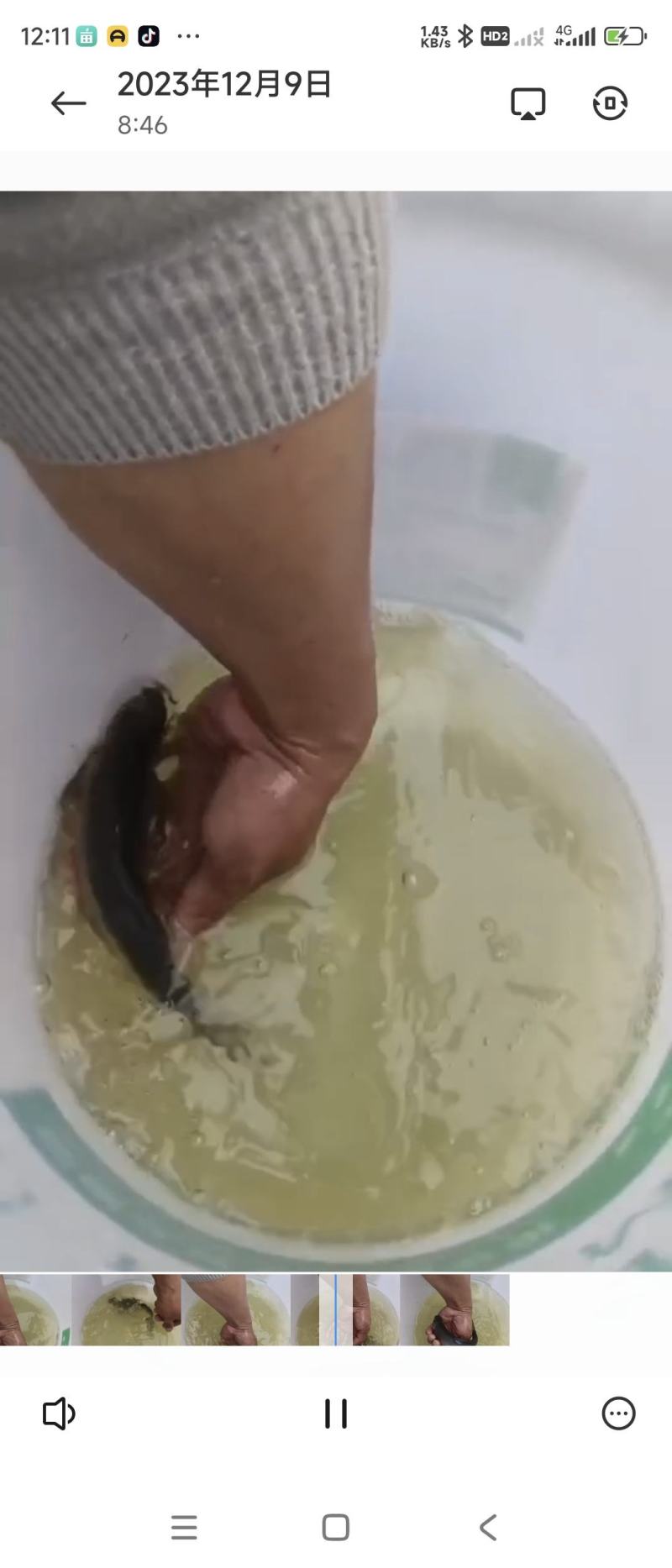 圆吻鲴青黄尾垂钓佳品品质好质量杠杠嘀