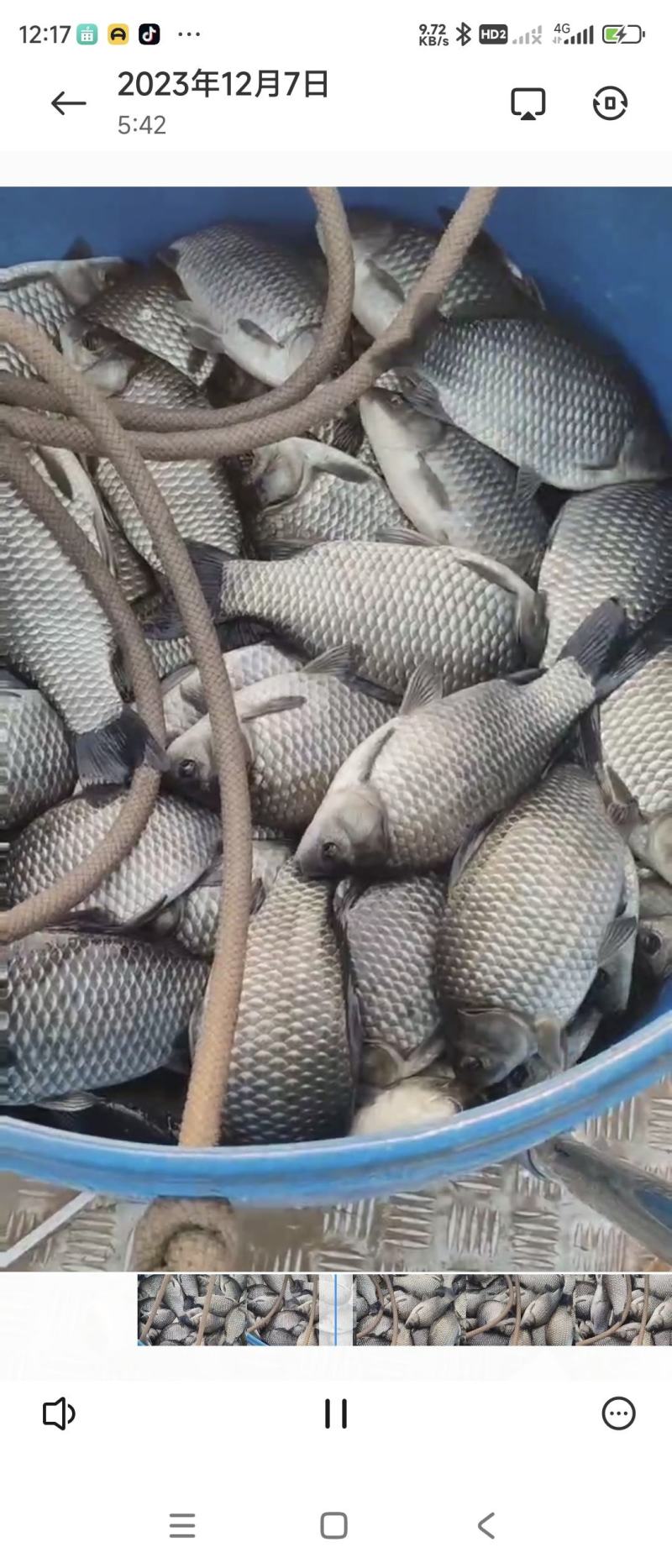 鲫鱼各种规格精品鲫鱼下塘垂钓，垂钓精品