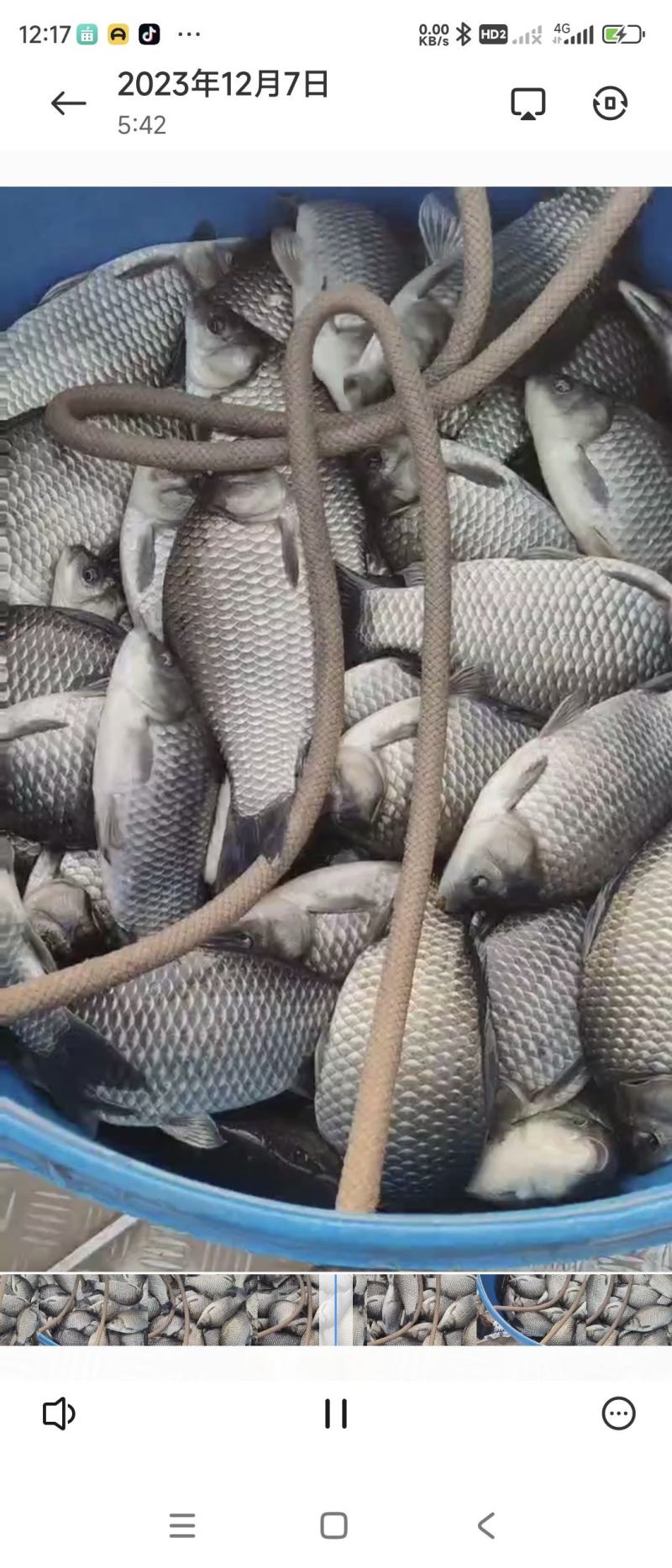 鲫鱼各种规格精品鲫鱼下塘垂钓，垂钓精品