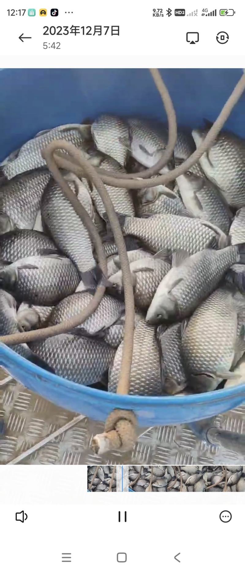 鲫鱼各种规格精品鲫鱼下塘垂钓，垂钓精品