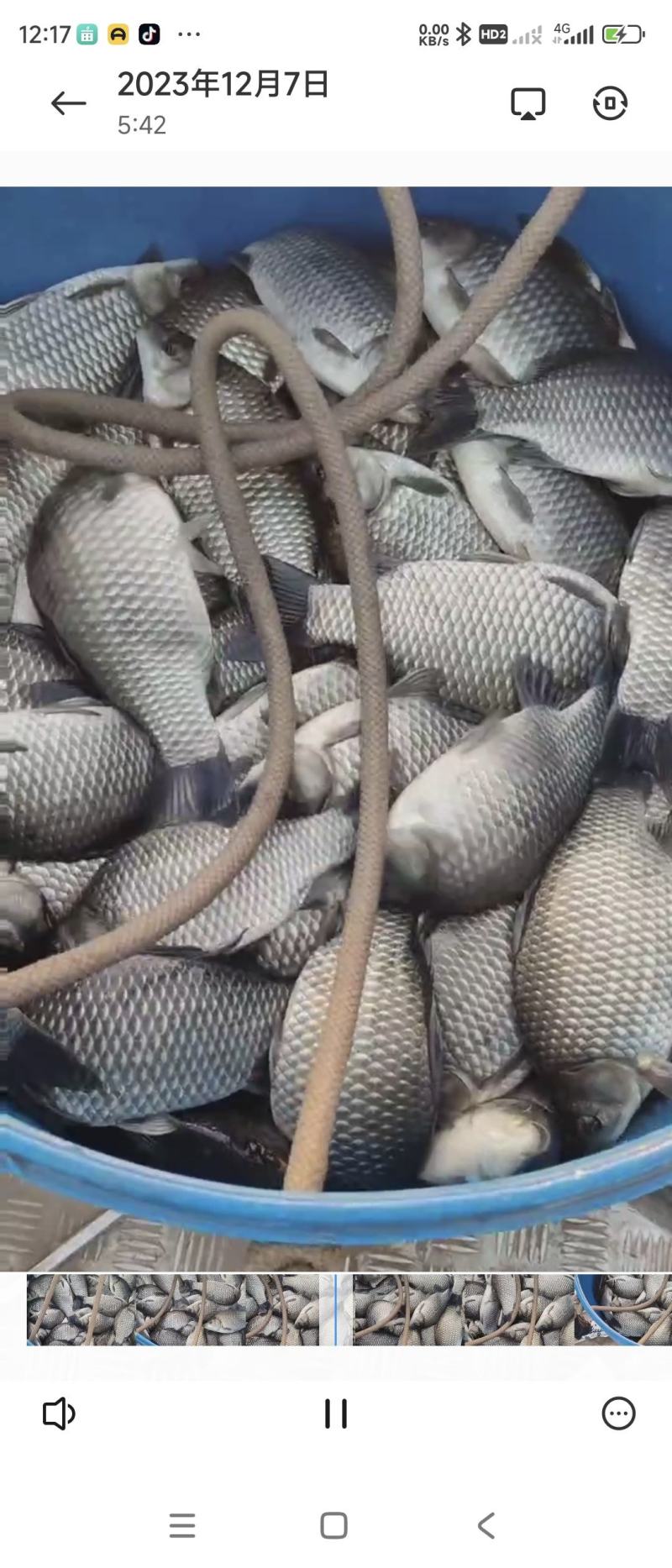 鲫鱼各种规格精品鲫鱼下塘垂钓，垂钓精品