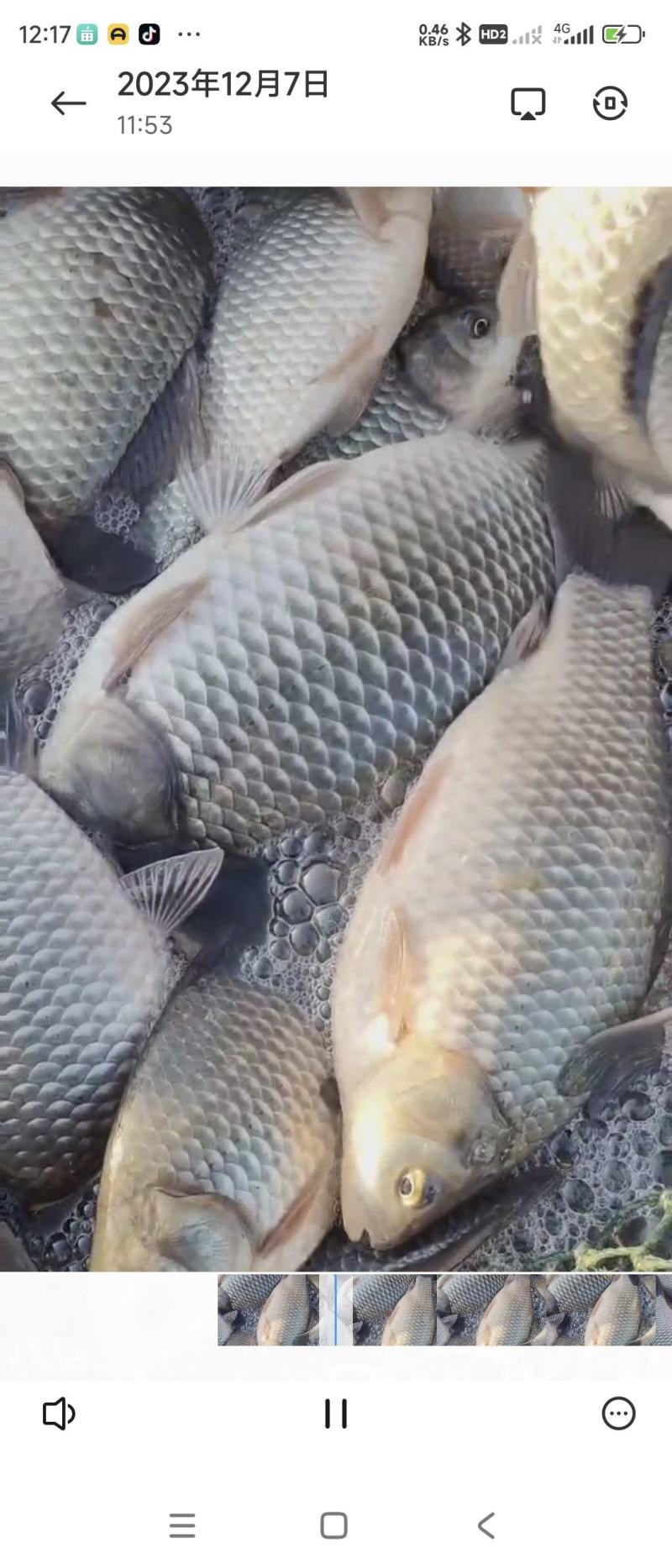 鲫鱼各种规格精品鲫鱼下塘垂钓，垂钓精品