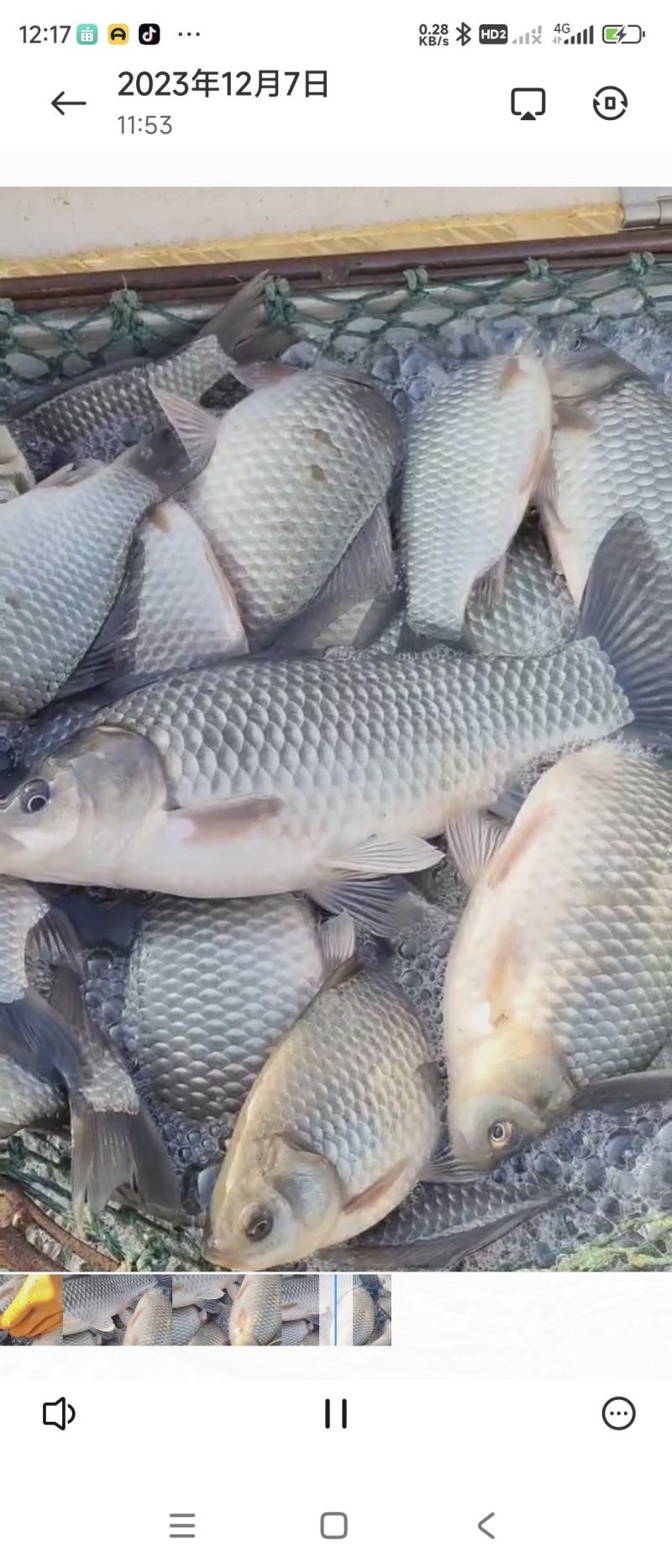 鲫鱼各种规格精品鲫鱼下塘垂钓，垂钓精品