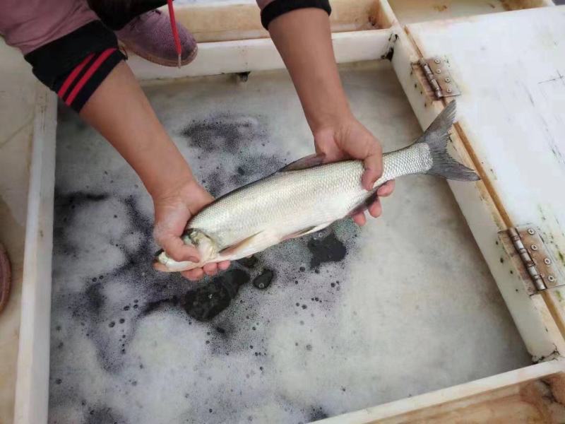翘嘴红鲌刁子鱼垂钓精品各种规格有货质量好成活率高