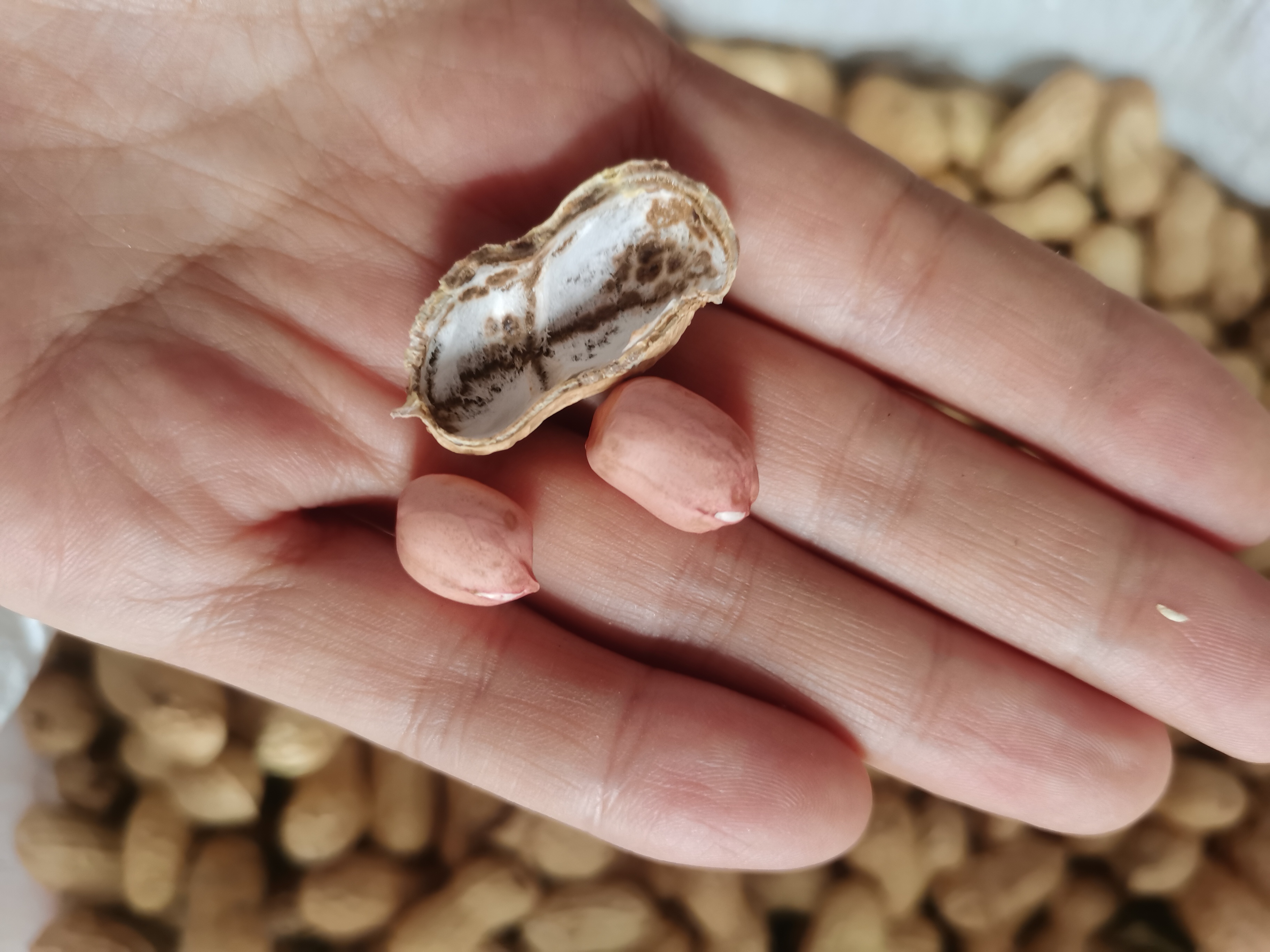 图中展示生花生仁与蒜米并列摆放,用于表现两者在气味中和中的关系 生花生与蒜米搭配图