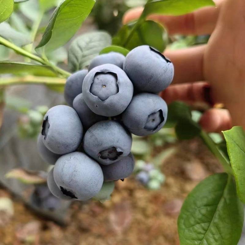 精品蓝莓山东薄雾蓝莓质量保证价格公道对接全国批发市场