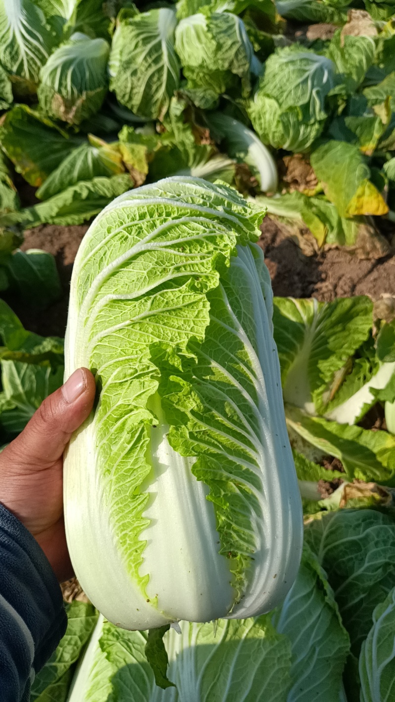 精品娃娃菜，大量上市，货源充足，入库，市场，电商全年供货