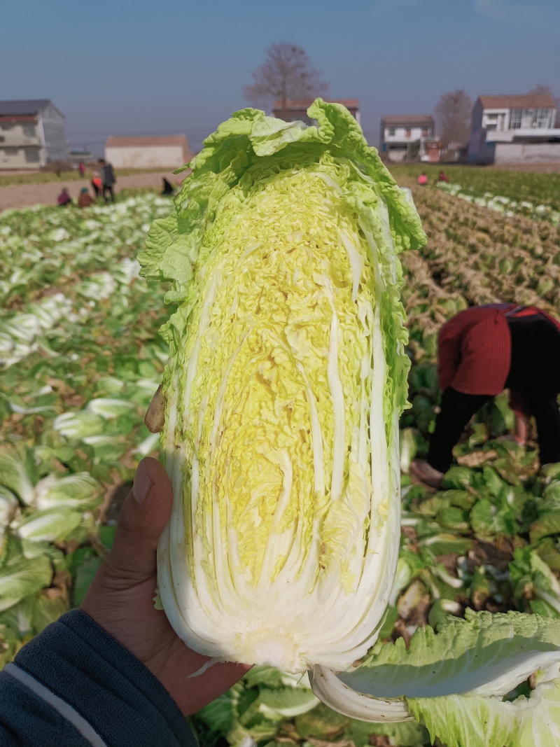 精品娃娃菜，大量上市，货源充足，入库，市场，电商全年供货