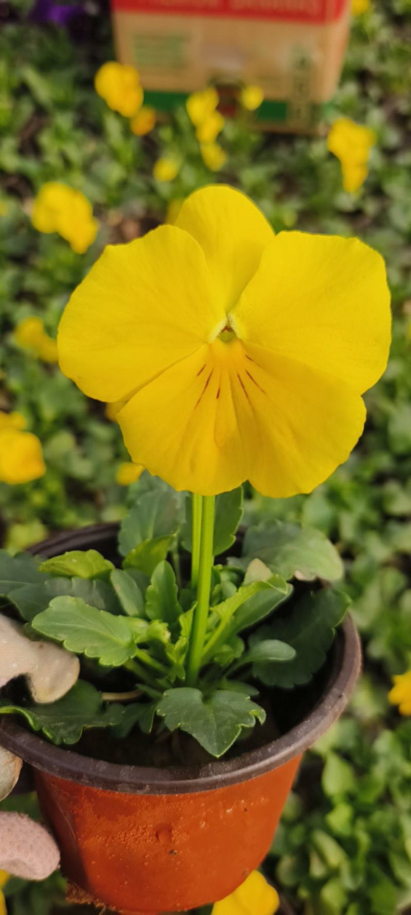 三色堇冬季时令花卉抗寒能力强现货出售