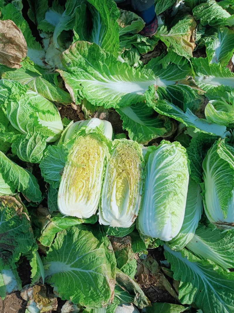 精品娃娃菜，大量上市，货源充足，入库，市场，电商全年供货