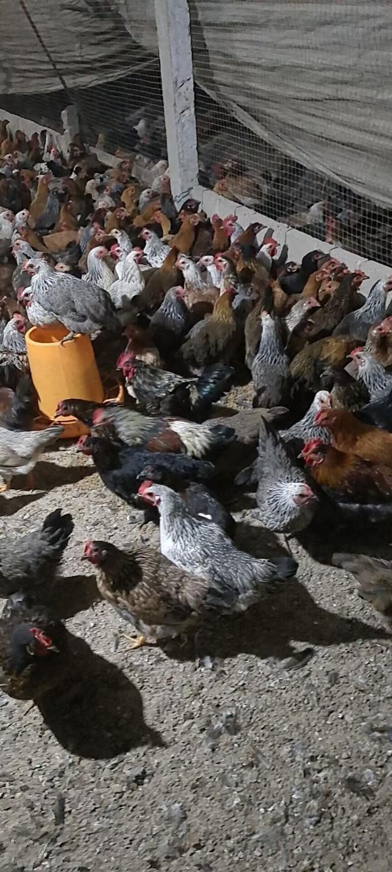 生态黎母鸡散养天然谷物喂养养殖基地一手货源