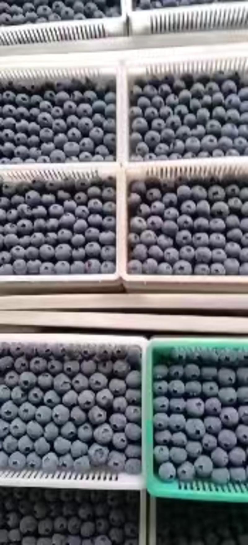 【莱克西蓝莓】山东蓝莓大量上市对接全国市场电商商超