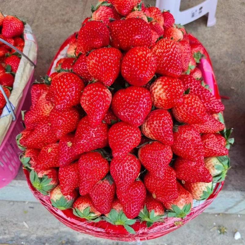 【热卖】长丰红颜奶油草莓大量上市，香甜多汁一件代发