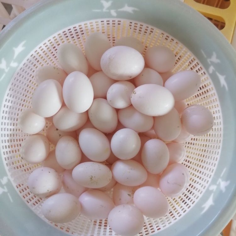 鸽子蛋（白羽王鸽蛋）