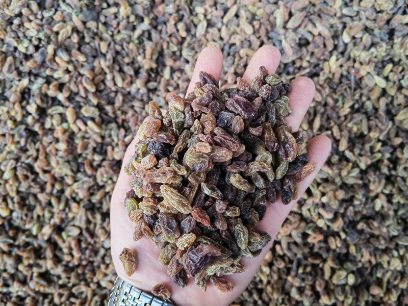 新疆吐鲁番葡萄干绿干黄干通货量大从优品质保证