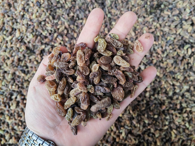 新疆吐鲁番葡萄干绿干黄干通货量大从优品质保证
