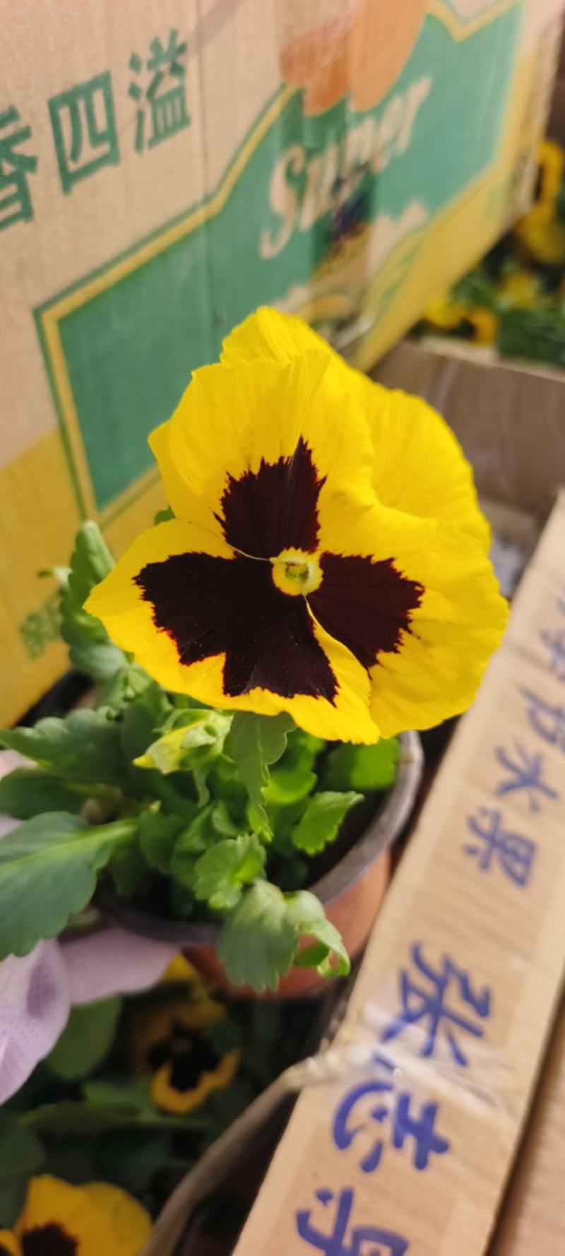 三色堇冬季时令花卉抗寒能力强现货出售