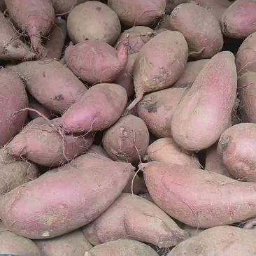 山东邹城红薯批发市场大量出售济薯26全国发货量大价优