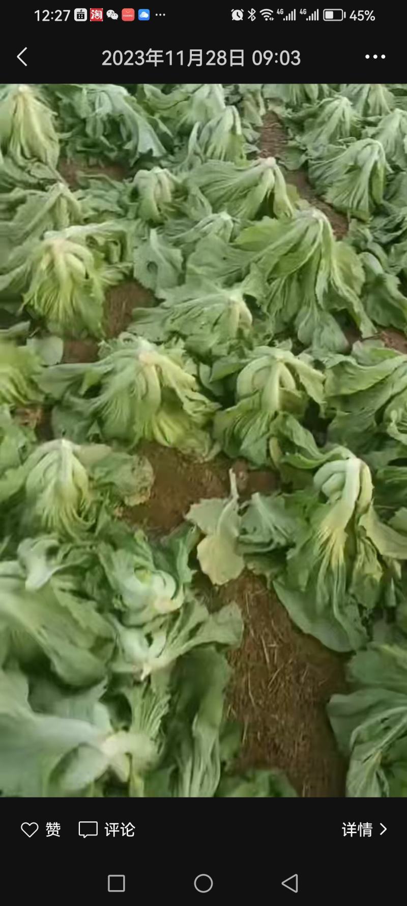 玉芥菜