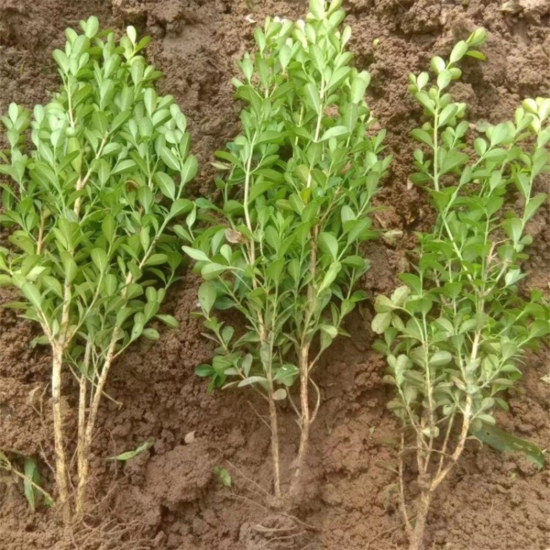 小叶黄杨，瓜子黄杨，种植基地，一手货源，产地直发