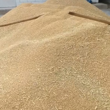 青稞粮食