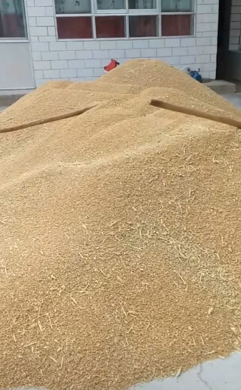 青稞粮食