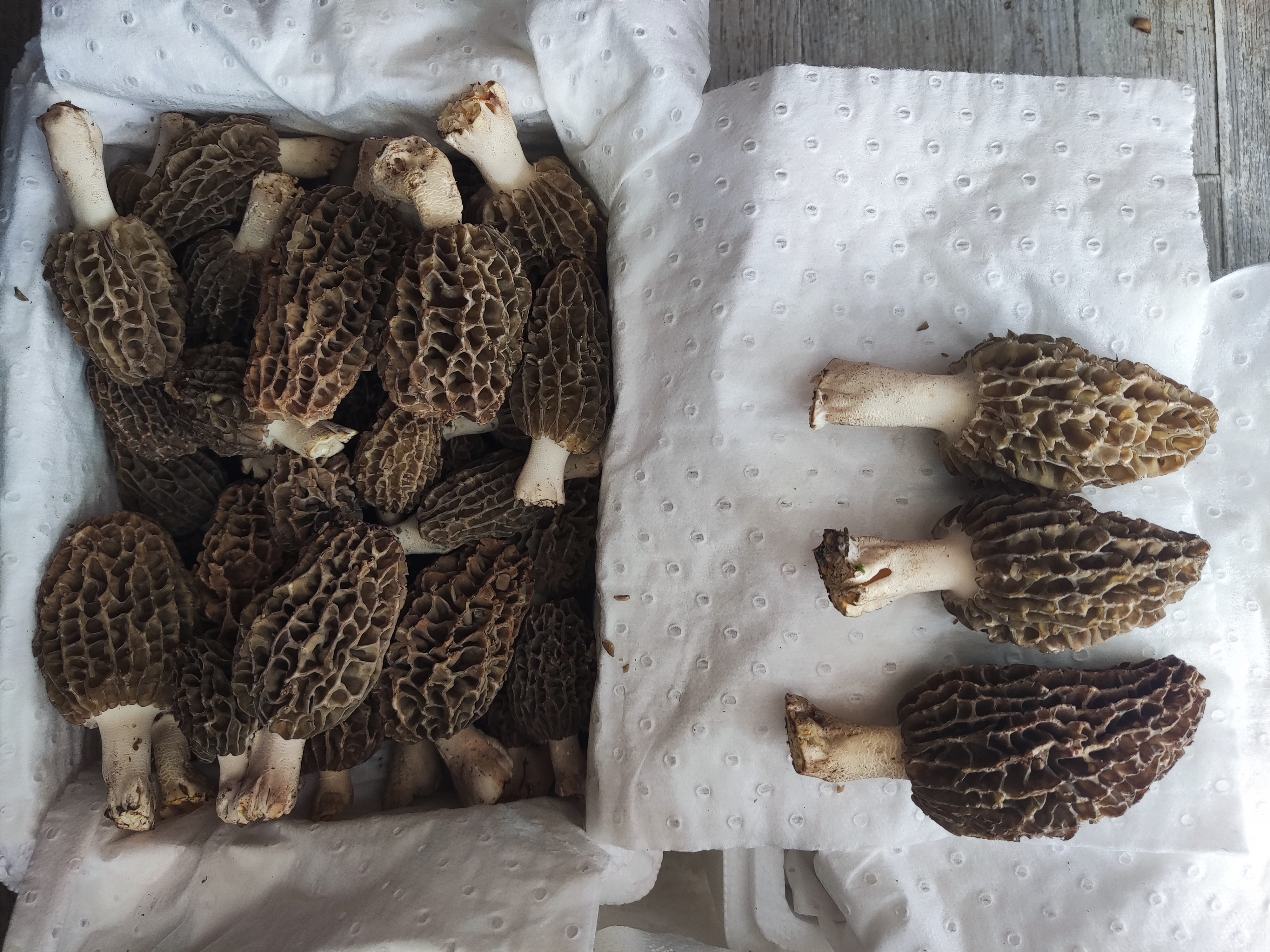 羊肚菌炒豆腐成品展示,豆腐软嫩,羊肚菌香气浓郁 羊肚菌炒豆腐成品图