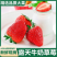 【精品】四川大凉山正宗冬季露天草莓大量有货品质保证