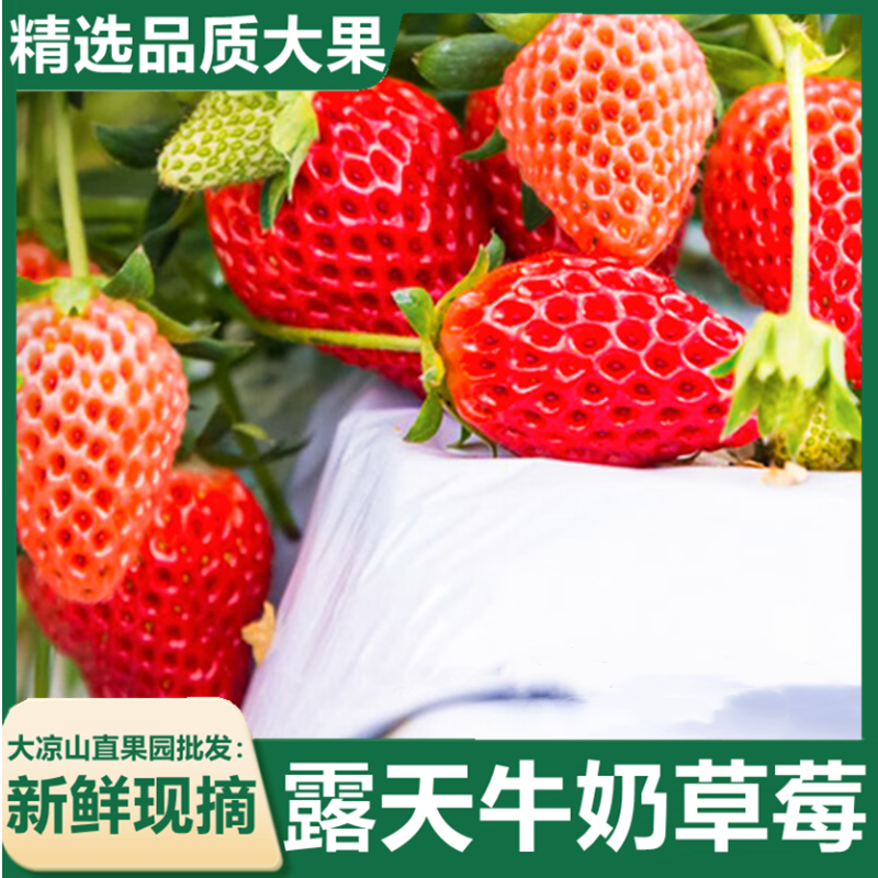 【精品】四川大凉山正宗冬季露天草莓大量有货品质保证