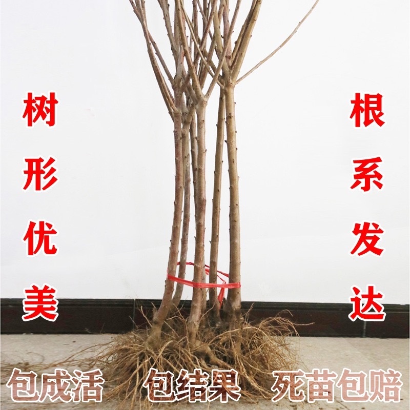 矮化樱桃苗吉塞拉根系美早齐早弗里斯克火箭等品种