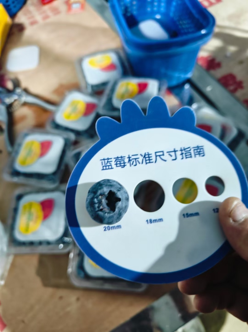 云南蓝莓.基地直供.果粉好.硬度好.欢迎实力卖手对接