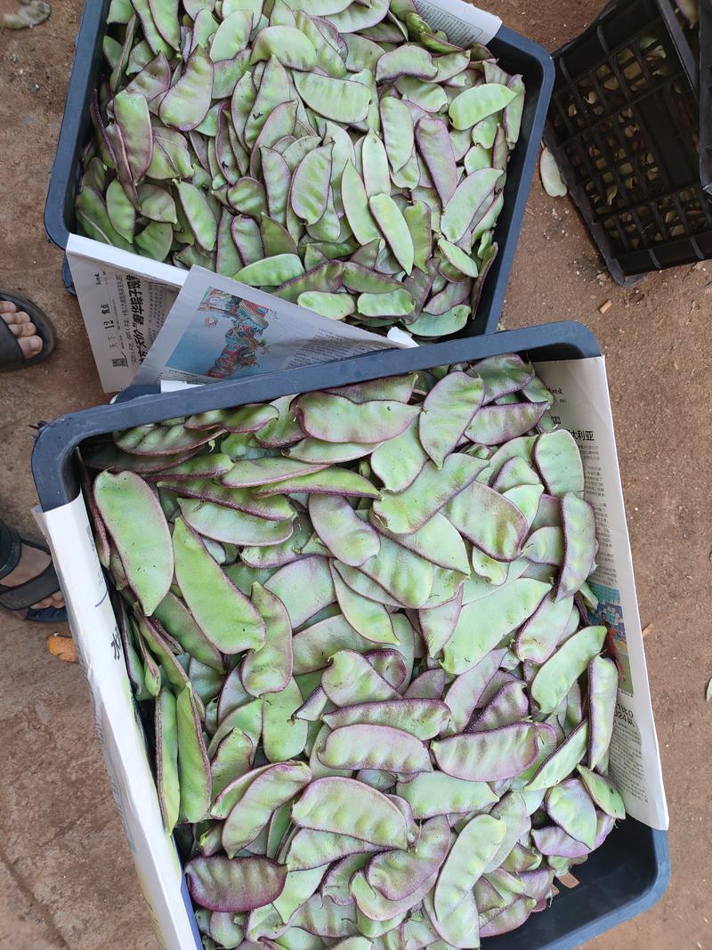 湛江精品密紫扁豆，产地直发，保质保量，欢迎老板选购