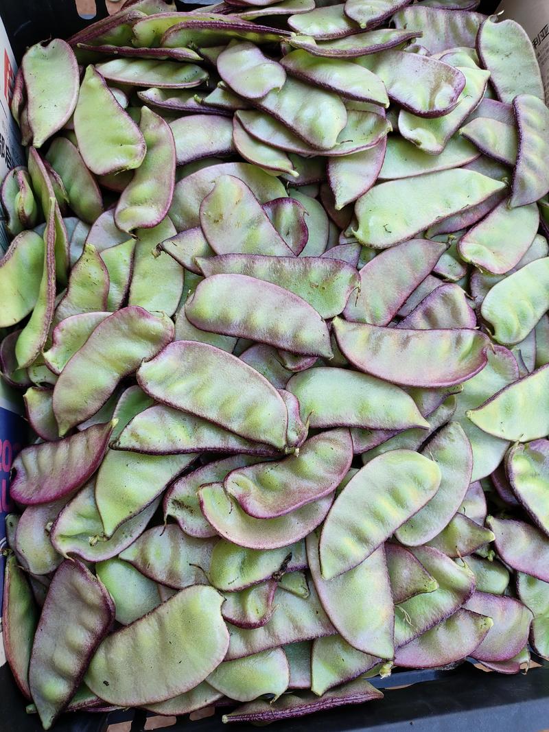 湛江精品密紫扁豆，产地直发，保质保量，欢迎老板选购
