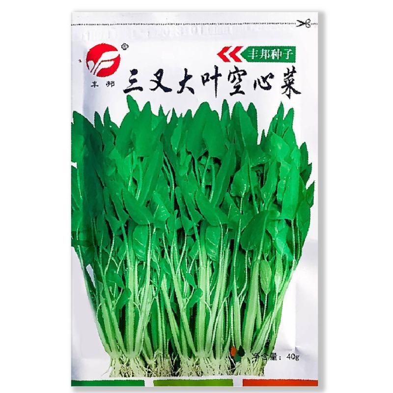 正品丰邦三叉大叶空心菜种子耐旱正宗大叶空心菜籽大棚露天用