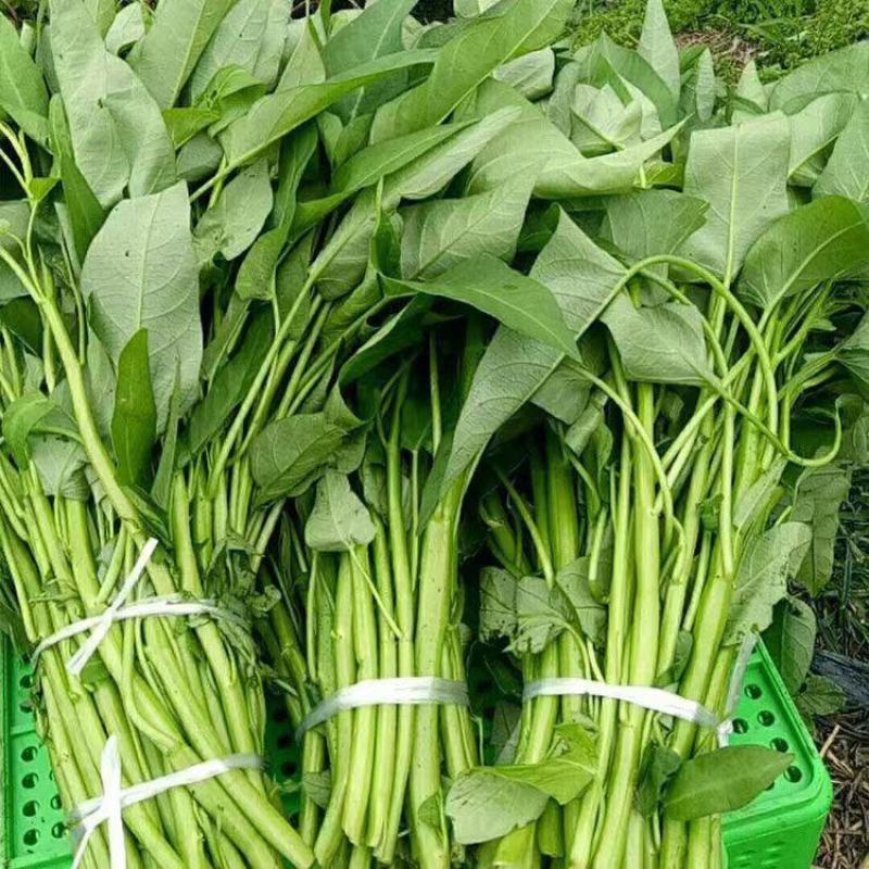 正品丰邦三叉大叶空心菜种子耐旱正宗大叶空心菜籽大棚露天用