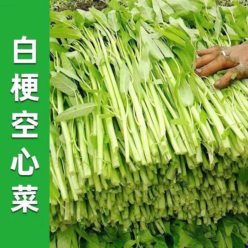 正品丰邦三叉大叶空心菜种子耐旱正宗大叶空心菜籽大棚露天用