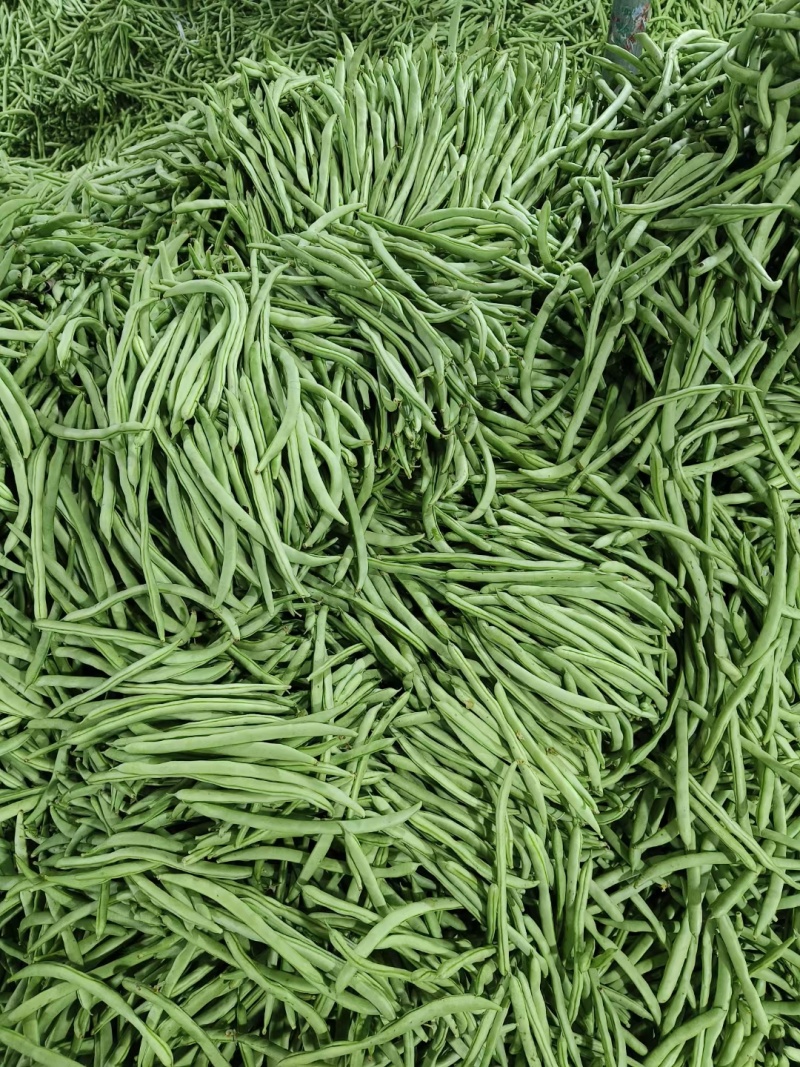 新苗小金豆中货大量上市可供市场电商常年有货