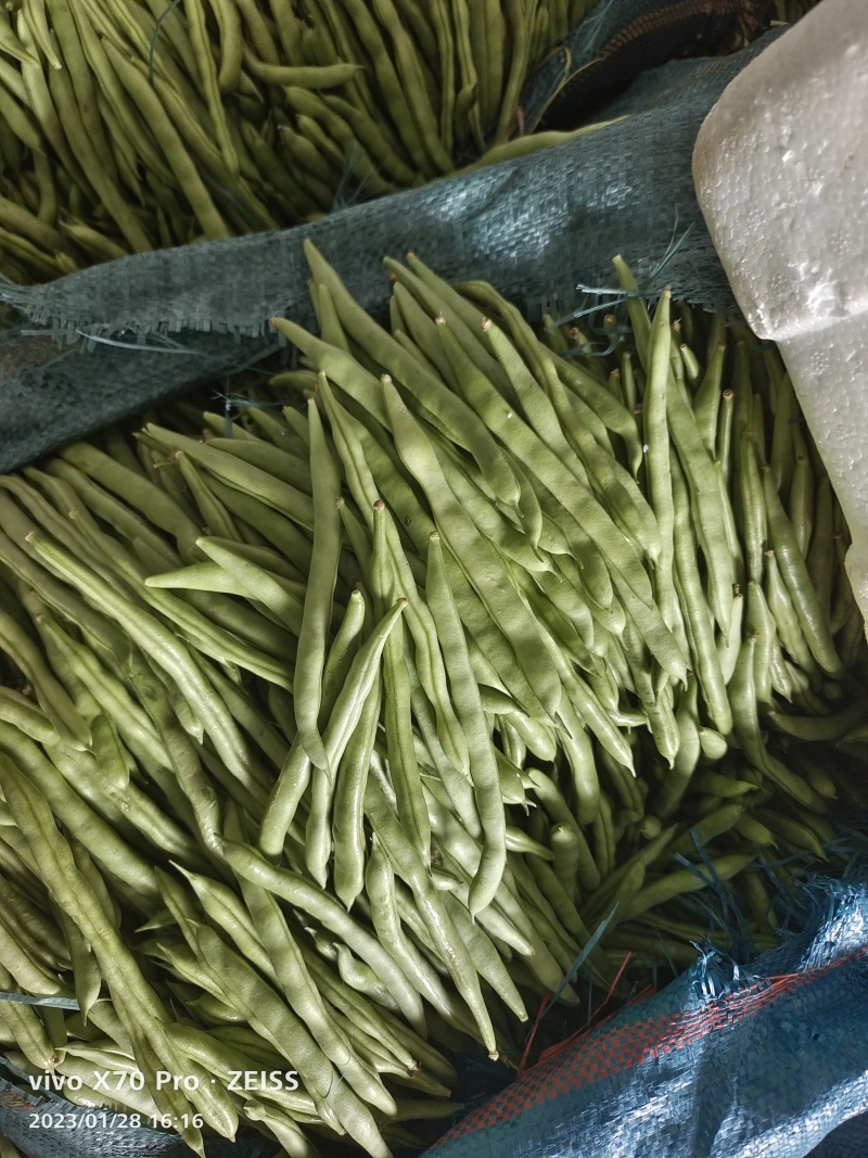 新苗小金豆中货大量上市可供市场电商常年有货